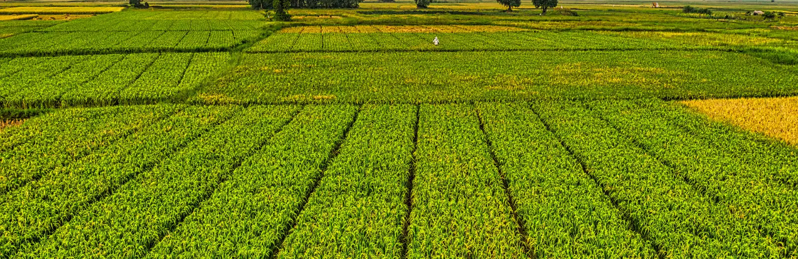 Plantações e áreas rurais mapeadas pela Grupo BM Engenharia